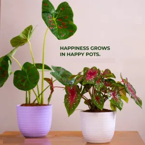 Verona Planter For Indoor Or Outdoor ( Multicolor ) By Harshdeep